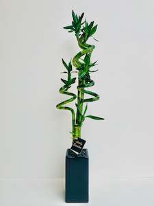 Office Plants: Lucky Bamboo Large