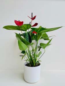 Anthurium Red Buggati 15CM