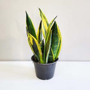 Feature Collection: Sanseveria Gold Flame 14cm