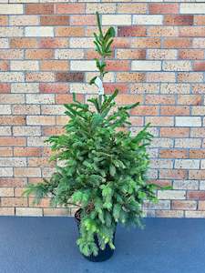 Office Plants: Picea Abies 8L
