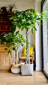 Office Plants: Pachira Braided (Money Tree) Medium 20CM