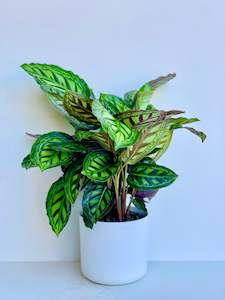 Calathea Plants: Calathea Flamestar 17cm