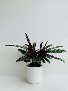 Calathea Plants: Calathea Insignis 12cm