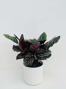 Calathea Plants: Calathea Ornata 14cm
