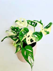 Monstera Plants: Variegated Monstera Monkey Mask 14cm
