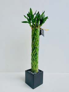 Bamboo Plants: Lucky Bamboo Twists