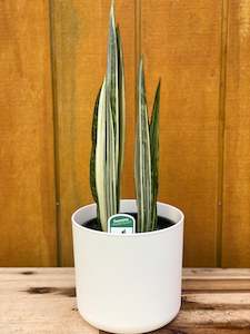 Snake Plants: Sansevieria Bantel’s Sensation (Snake Plant) - 14cm
