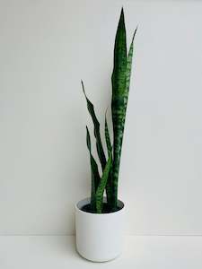 Snake Plants: Sansevieria Black Coral (Snake Plant) 1.3L - 1.5L