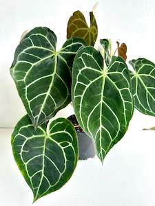 Anthuriums: Anthurium Crystallinum 17CM