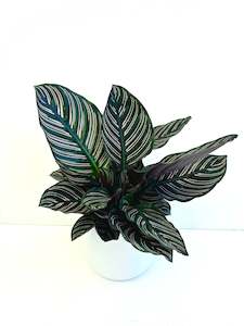Feature Collection: Calathea Ornata 14CM