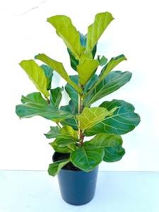 Feature Collection: Ficus Lyrata (Fiddle Leaf Fig) 25CM