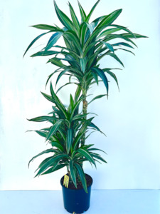 Indoor Plants: Dracaena Ulysses Tripple Planted 4.5L