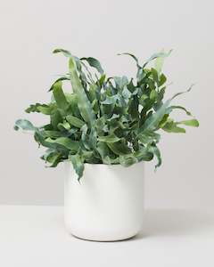 Indoor Plants: Phlebodium Blue Star Fern 23CM
