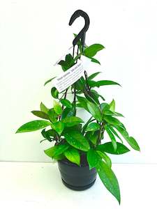 Indoor Plants: Hoya Carnosa in Basket