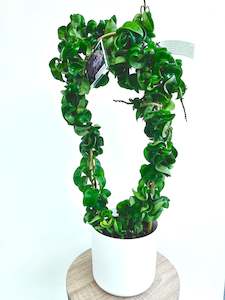 Indoor Plants: Hoya Hindu Rope in Hoop