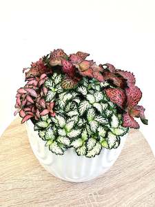 Indoor Plants: Fittonia Assorted 14CM