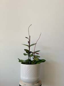 Hoya Australis Lisa 12cm