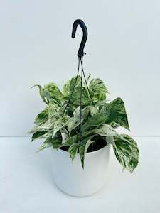 Money Plant: Epipremnum Marble Queen Basket 17CM
