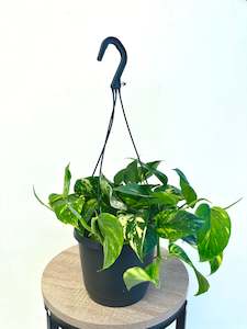 Money Plant: Epipremnum Aureum Golden Pothos 17cm
