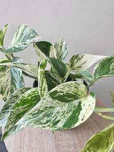 Money Plant: Epipremnum Marble Queen 14cm