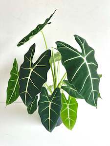 Alocasia: Alocasia Frydek 17cm