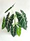 Alocasia Frydek 17cm