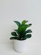 Ficus Bambino 14CM