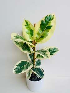 Ficus Plants: Ficus Elastica Tineke 17cm