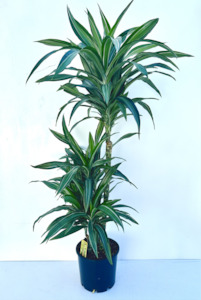 Dracaena Ulysses Tripple Planted 4.5L