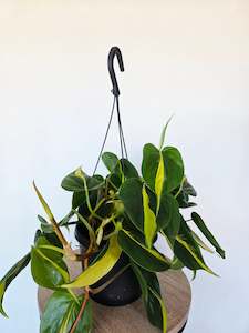 Philodendron Brasil basket 17CM