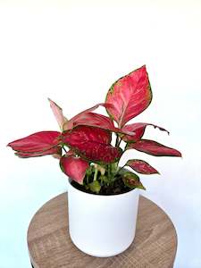 Indoor Plants: Aglaonema Rich Red 12CM