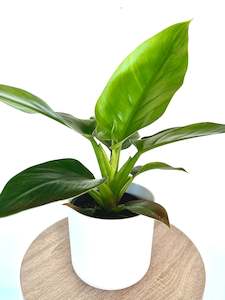 Philodendron Imperial Green 12CM
