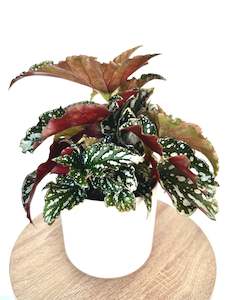 Feature Collection: Begonia Bohemian Forest 12CM