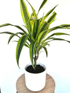Feature Collection: Dracaena Green Stripe Multi 2.5L