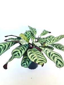Indoor Plants: Ctenanthe Burle Marx 12CM