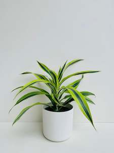 Dracaena Plants: Dracaena Green Stripe 15cm