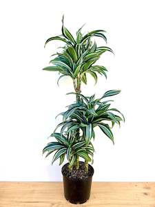 Feature Collection: Dracaena Jade Jewel Triple Planted 4.5L