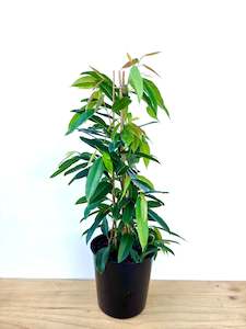 Feature Collection: Ficus Amstel King 25CM
