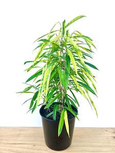 Feature Collection: Ficus Amstel Green Gold 25CM