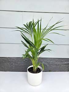 Office Plants: Kentia Palm - Howea Forsteriana 2.5L