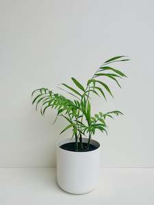 Office Plants: Chamaedorea Elegans 12cm