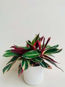 Indoor Plants: Stromanthe Triostar 14cm