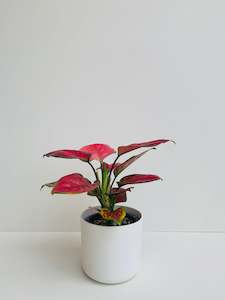 Indoor Plants: Aglaonema Red Valentine 12CM