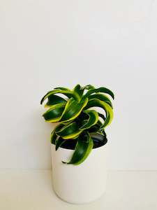Dracaena Plants: Dracaena Dorado 14cm