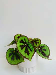 Feature Collection: Begonia Mosoniana Mountain - 14cm