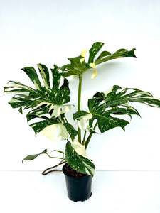 Feature Collection: Thai Monstera Deliciosa 17CM