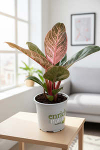 Feature Collection: Philodendron Birkin Pink 12CM