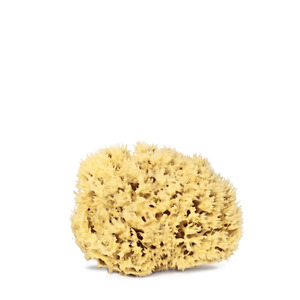 Real World Natural Sea Sponge