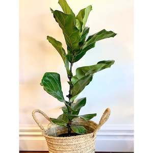 Indoor Plants: Fiddle Leaf Fig (Ficus Lyrata)