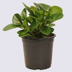 Peperomia Green (Peperomia Obtusifolia)